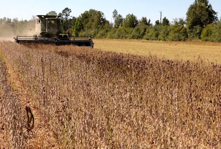 Soybean Harvesting.